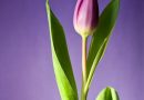 Leder du efter tulipantræer? Find de bedste priser her